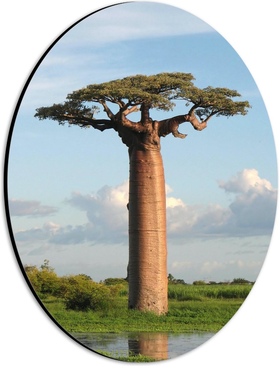 Dibond Ovaal - Dikstammige Baobab Boom - 21x28 cm Foto op Ovaal (Met Ophangsysteem)