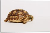 WallClassics - Dibond - Kleine Bruine Schildpad - 75x50 cm Foto op Aluminium (Met Ophangsysteem)