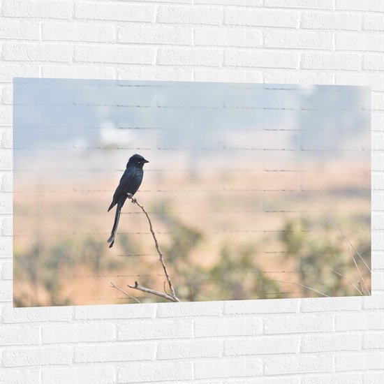 WallClassics - Muursticker - King's Drong on Branch - Photo 120x80 cm sur Muursticker