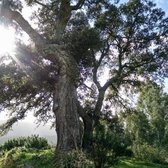 Kurkeik - Quercus Suber | Omtrek: 8-10 cm | Hoogstam
