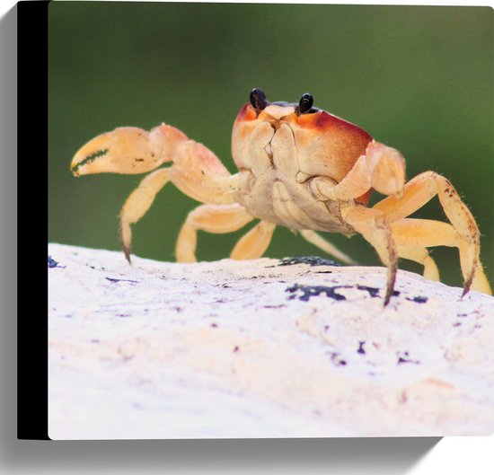 WallClassics - Canvas  - Krab in het Zand - 30x30 cm Foto op Canvas Schilderij (Wanddecoratie op Canvas)