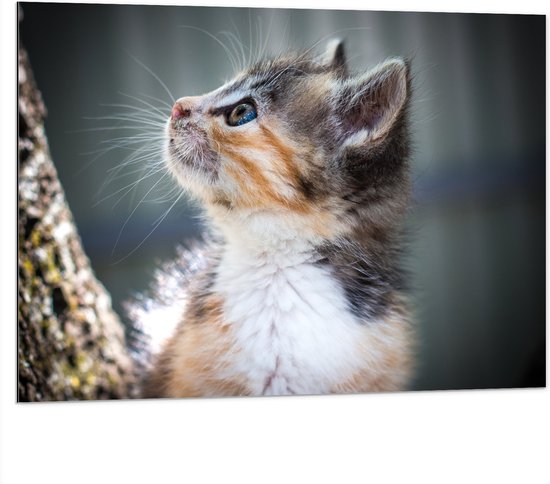 WallClassics - Dibond - Kitten in Boom - 100x75 cm Foto op Aluminium (Met Ophangsysteem)