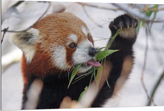 WallClassics - Dibond - Kleine Panda Etend aan Blaadje - 120x80 cm Foto op Aluminium (Wanddecoratie van metaal)