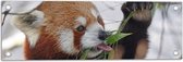 WallClassics - Tuinposter – Kleine Panda Etend aan Blaadje - 60x20 cm Foto op Tuinposter  (wanddecoratie voor buiten en binnen)