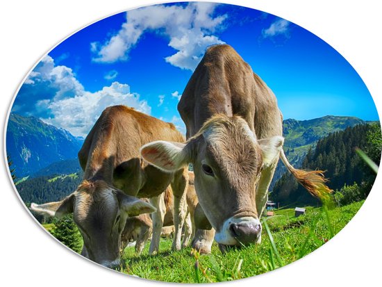 WallClassics - PVC Schuimplaat Ovaal - Braunvieh Koeien tussen Bergen - 56x42 cm Foto op Ovaal  (Met Ophangsysteem)