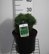 Pinus mugo 'Mops' - Bergden 15 - 20 cm in pot
