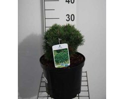 Pinus mugo 'Mops' - Bergden 15 - 20 cm in pot