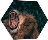 WallClassics - Plaque Mousse PVC Hexagone - Lion Berbère - 70x60,9 cm Photo sur Hexagone (Avec Système d'accrochage)