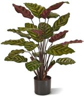 Plantje.nl - Calathea Makoyana Red 60 cm - Kunstplant