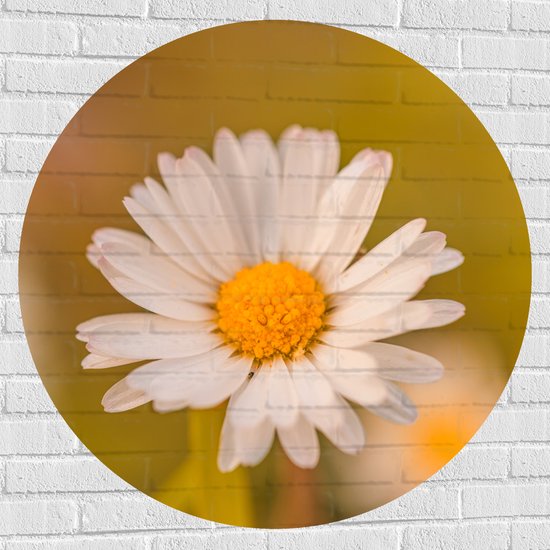 Muursticker Cirkel - Wit Madeliefje in het Landschap - 100x100 cm Foto op Muursticker
