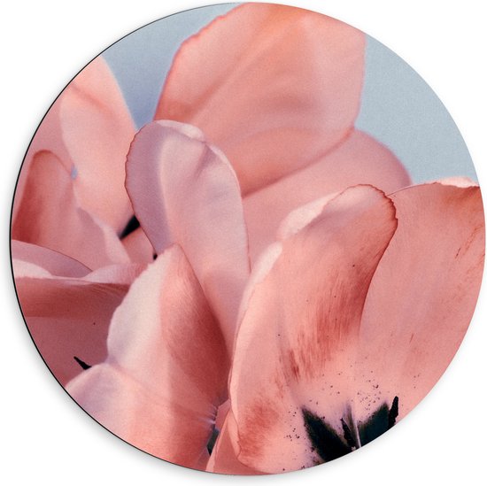 WallClassics - Dibond Muurcirkel - Tulipa Gesneriana Roze Bloem op Pastelblauwe Achtergrond - 60x60 cm Foto op Aluminium Muurcirkel (met ophangsysteem)