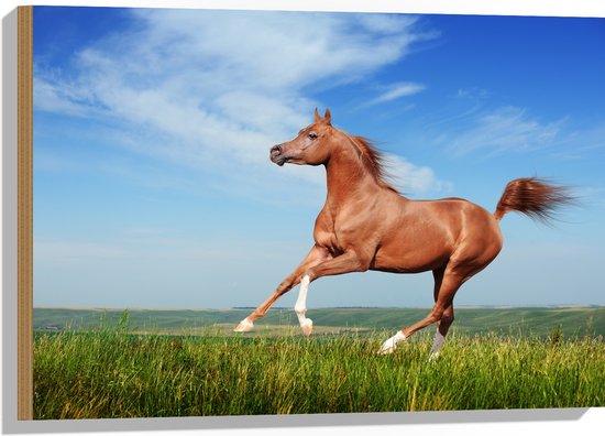 Hout - Rood Arabisch Paard met Blauwe Lucht - 75x50 cm - 9 mm dik - Foto op Hout (Met Ophangsysteem)