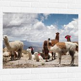 WallClassics - Muursticker - Alpaca's in de Bergen met Rode Versiering - 100x75 cm Foto op Muursticker