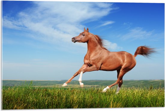 Acrylglas - Rood Arabisch Paard met Blauwe Lucht - 75x50 cm Foto op Acrylglas (Wanddecoratie op Acrylaat)