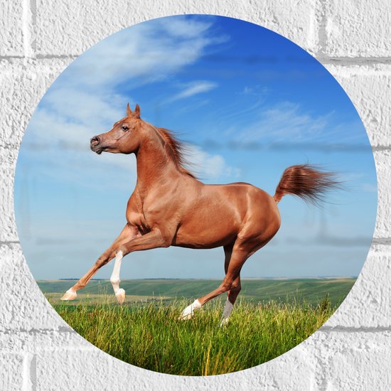 Muursticker Cirkel - Rood Arabisch Paard met Blauwe Lucht - 30x30 cm Foto op Muursticker