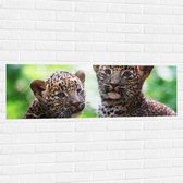 Muursticker - Panter Welpen op Sri Lanka - 120x40 cm Foto op Muursticker