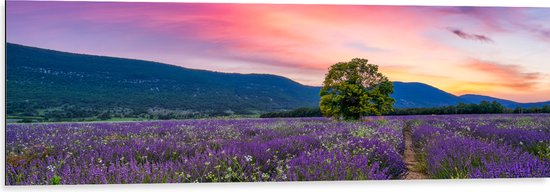 Dibond - Lavendel Veld met Zonsondergang en Mooie Lucht - 120x40 cm Foto op Aluminium (Met Ophangsysteem)