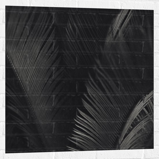 Muursticker - Zwarte Veren - 80x80 cm Foto op Muursticker