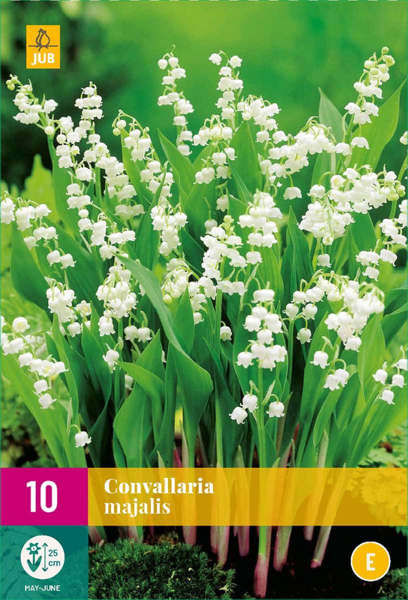 Lelietje-van-Dalen - Convallaria majalis - 10st - Bloembollen - JUB Holland