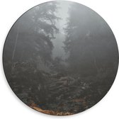 Dibond Muurcirkel - Mist door Hoge Bomen - 50x50 cm Foto op Aluminium Muurcirkel (met ophangsysteem)