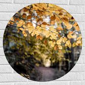 Muursticker Cirkel - Gele Bladeren aan Boom bij Bospad - 70x70 cm Foto op Muursticker