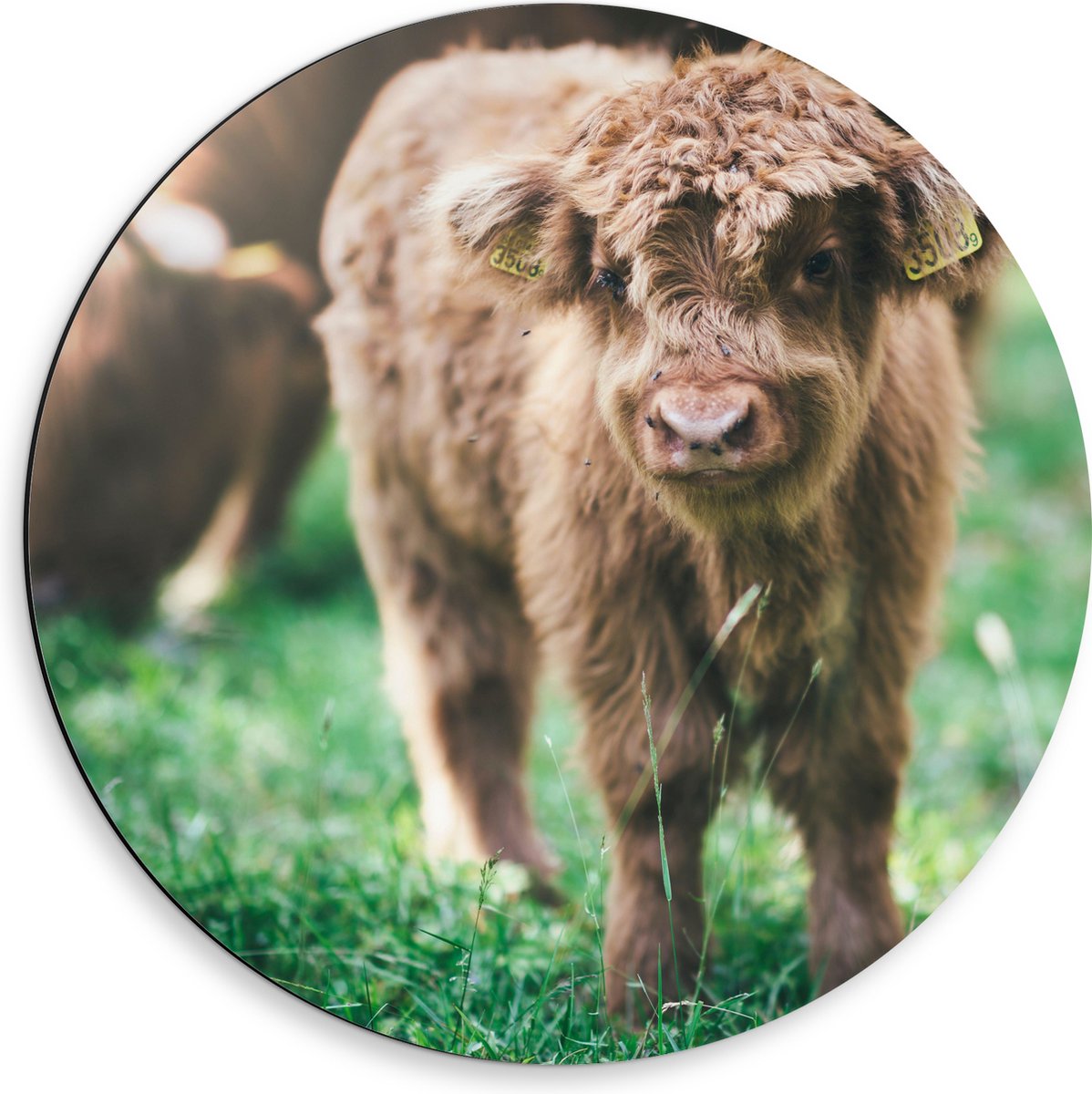 Dibond Muurcirkel - Baby Schotse Hooglander met Oornummers - 50x50 cm Foto op Aluminium Muurcirkel (met ophangsysteem)