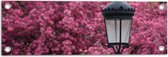 Tuinposter – Zwarte Klassieke Lantaarnpaal voor Roze Bloemenstruik - 60x20 cm Foto op Tuinposter (wanddecoratie voor buiten en binnen)