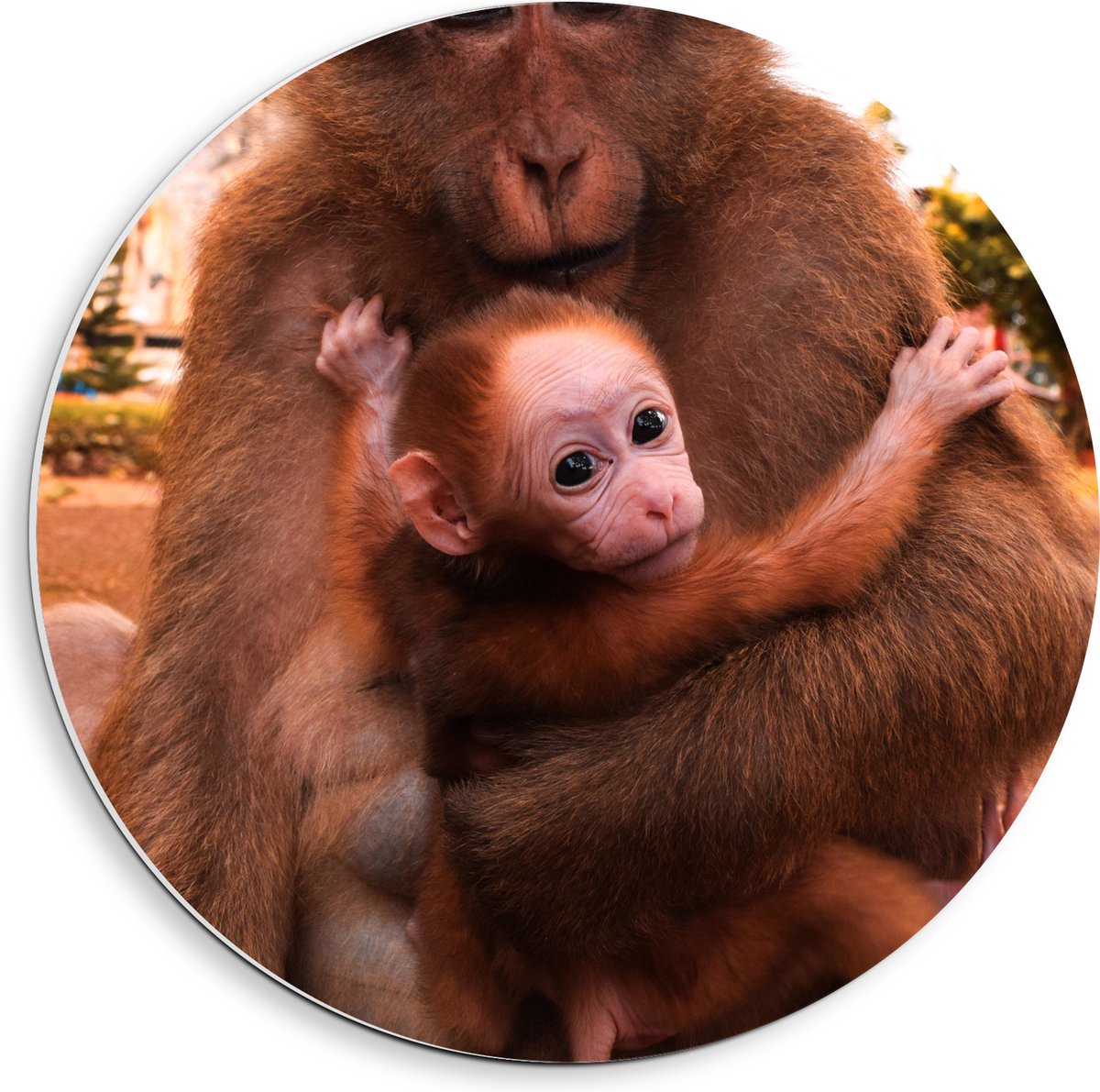 PVC Schuimplaat Muurcirkel - Bange Baby Aap Hangend in Armen van Moeder Aap - 40x40 cm Foto op Muurcirkel (met ophangsysteem)