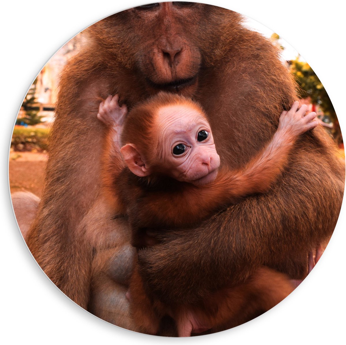 PVC Schuimplaat Muurcirkel - Bange Baby Aap Hangend in Armen van Moeder Aap - 80x80 cm Foto op Muurcirkel (met ophangsysteem)
