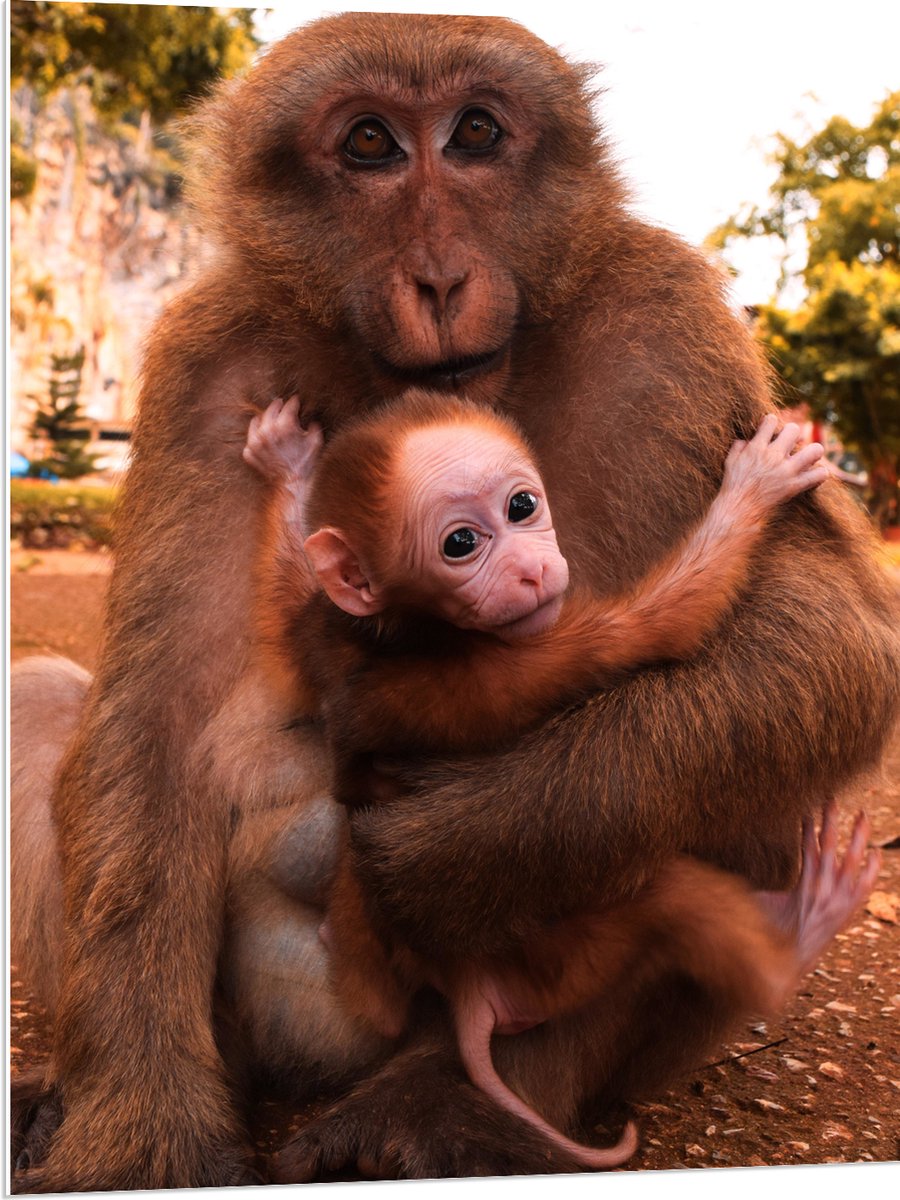PVC Schuimplaat- Bange Baby Aap Hangend in Armen van Moeder Aap - 75x100 cm Foto op PVC Schuimplaat