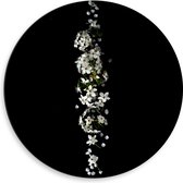 Dibond Muurcirkel - Rij Witte Bloemetjes tegen Zwarte Achtergrond - 50x50 cm Foto op Aluminium Muurcirkel (met ophangsysteem)