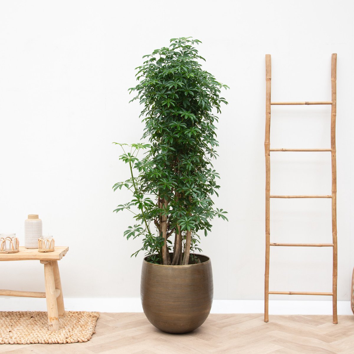 Schefflera Luseana vertakt - 130cm