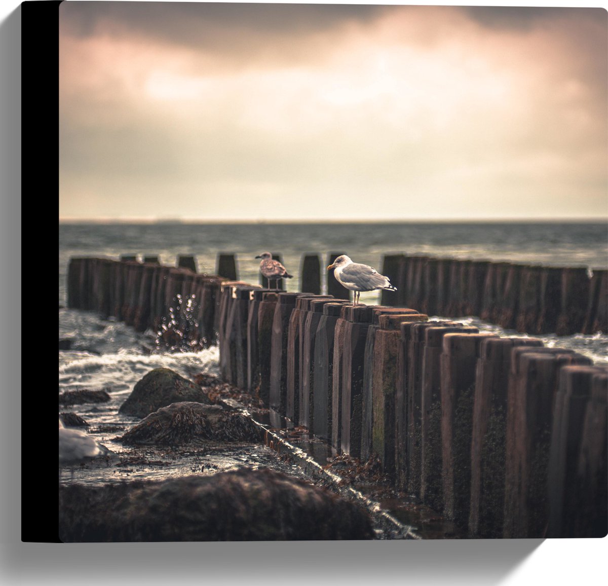 Canvas - Meeuwen op Houten Palen bij de Zee - 30x30 cm Foto op Canvas Schilderij (Wanddeco