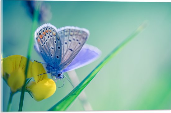 Acrylglas - Icarusblauwtje Vlinder op Gele bloem met Blauw Gekleurde Achtergrond - 60x40 cm Foto op Acrylglas (Wanddecoratie op Acrylaat)
