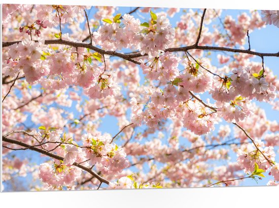 PVC Schuimplaat- Roze Sakura Boom van Dichtbij - 105x70 cm Foto op PVC Schuimplaat