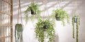 Vier groene hangplanten in potten, opgehangen aan touw voor decoratie.