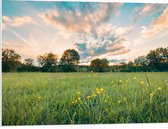 PVC Schuimplaat- Zonsondergang onder een Landschap met Gele Bloemen - 80x60 cm Foto op PVC Schuimplaat