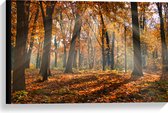 Canvas - Bos in de Herfst met Zonnestralen door de Bomen - 60x40 cm Foto op Canvas Schilderij (Wanddecoratie op Canvas)