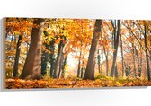 Hout - Bos in de Herfst vanaf Kikkerperspectief - 100x50 cm - 9 mm dik - Foto op Hout (Met Ophangsysteem)