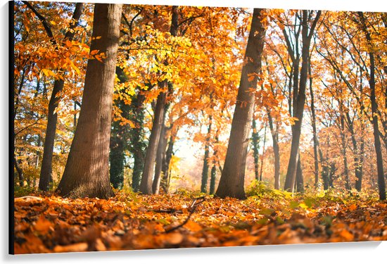 Canvas - Bos in de Herfst vanaf Kikkerperspectief - 150x100 cm Foto op Canvas Schilderij (Wanddecoratie op Canvas)