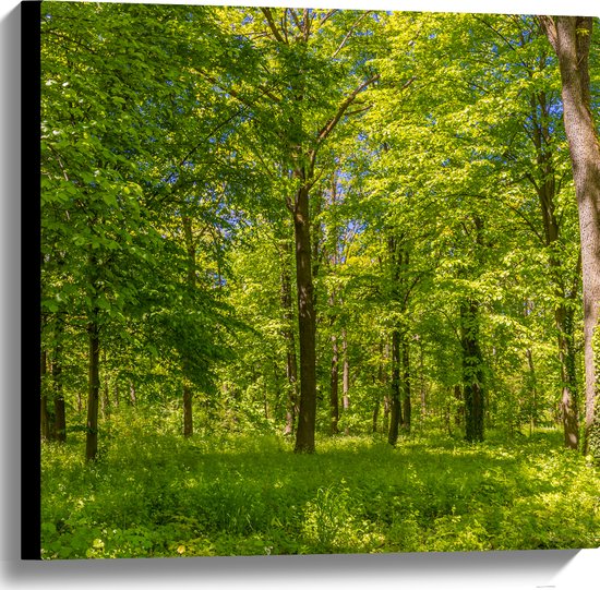Canvas - Groen Bos in de Lente met Verschillende Bomen - 60x60 cm Foto op Canvas Schilderij (Wanddecoratie op Canvas)