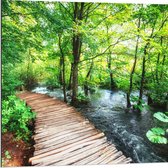 Dibond - Houten Pad over Rivier in Groen Bos - 80x80 cm Foto op Aluminium (Met Ophangsysteem)