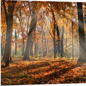 PVC Schuimplaat - Bos in de Herfst met Zonnestralen door de Bomen - 80x80 cm Foto op PVC Schuimplaat (Met Ophangsysteem)