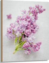 WallClassics - Hout - Paarse Narcis Geplukt op Witte Ondergrond - 75x100 cm - 9 mm dik - Foto op Hout (Met Ophangsysteem)