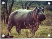 Tuinposter – Nijlpaard in Bosgebied - 40x30 cm Foto op Tuinposter (wanddecoratie voor buiten en binnen)
