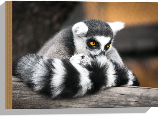 Hout - Ringstaart Maki Aap met Snuit in Staart op Balk - 40x30 cm - 9