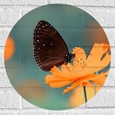 WallClassics - Muursticker Cirkel - Bruine Vlinder op Feloranje Bloem - 40x40 cm Foto op Muursticker