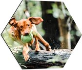 Dibond Hexagon - Spelende Hond met Bal bij Boomstam in Bos - 50x43.5 cm Foto op Hexagon (Met Ophangsysteem)