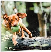 PVC Schuimplaat - Spelende Hond met Bal bij Boomstam in Bos - 100x100 cm Foto op PVC Schuimplaat (Met Ophangsysteem)