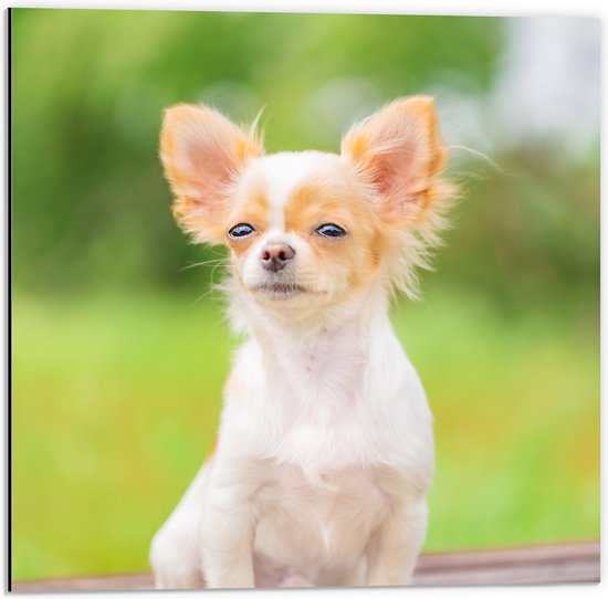 Dibond - Beige met Witte Chihuahua Hond op Bankje met Dichtgeknepen Oogjes - 50x50 cm Foto op Aluminium (Met Ophangsysteem)